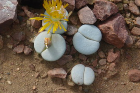 生石花的花语和寓意(图3)