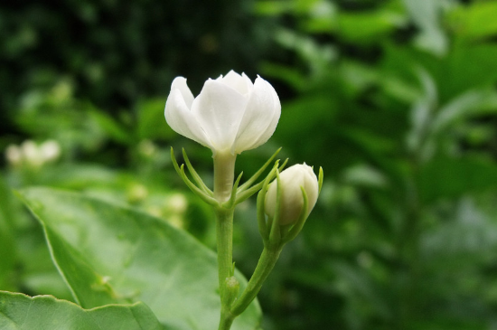 茉莉花怎么种(图4)