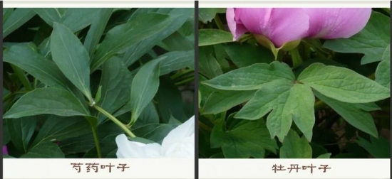 牡丹和芍药的区别(图5)