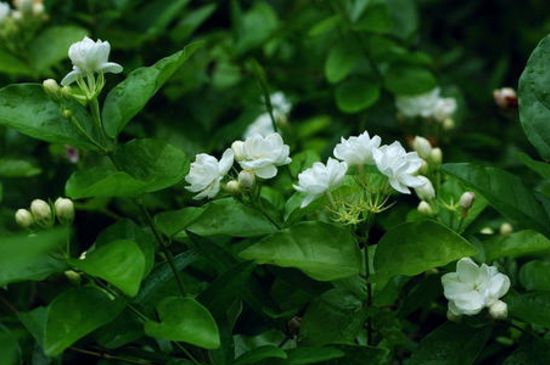 未莉花怎样栽培(图3)