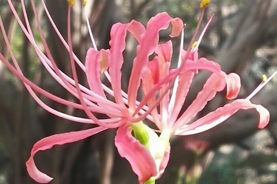 什么花的花语是孤独坚韧(什么花的花语是孤独坚韧的爱情)