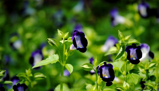 夏天哪些花不能多浇水：7种常见花介绍(图1)