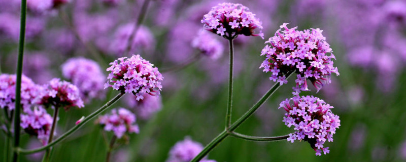 马鞭草花语(图1)