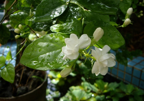 茉莉花的功效与作用：茉莉花性寒,味香淡(图2)