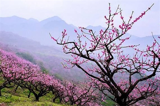 二月什么花开，盘点10种二月开花最美的植物(图1)