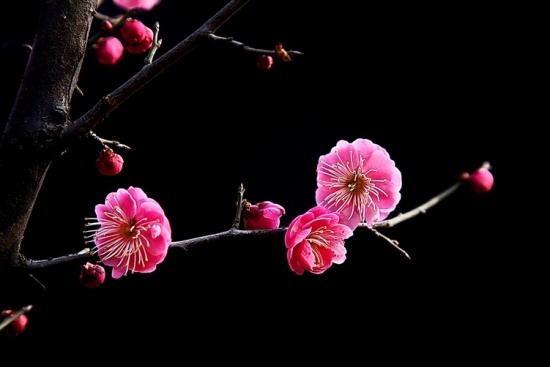 冬天的花：有代表性的冬季花儿|附图(图1)