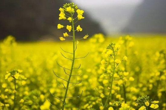 油菜花和芸苔的区别(图4)