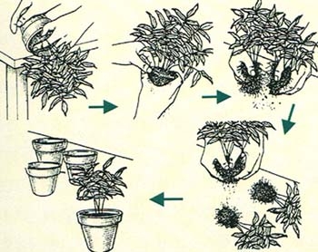 花卉繁殖(图3)