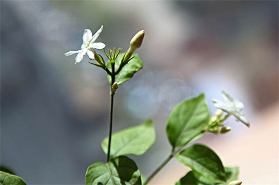 茉莉花一年开花三次要怎么养，追施有机肥施加叶面肥(图1)