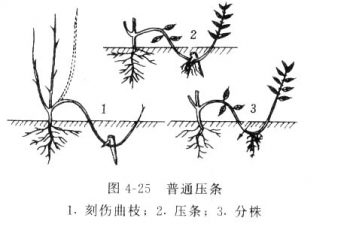 花卉繁殖(图5)