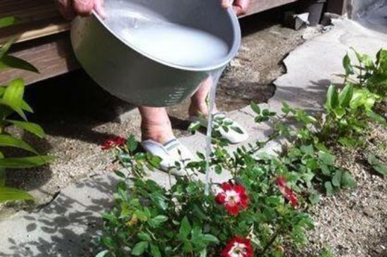 发酵的淘米水可以直接浇花吗(图4)