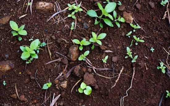 花盆土壤板结的危害及解决办法：勤松土适当施肥(图2)