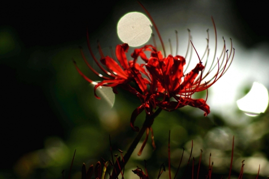 彼岸花的花语和传说（图）(图1)