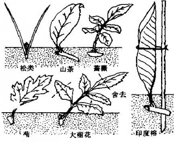 花卉繁殖(图2)