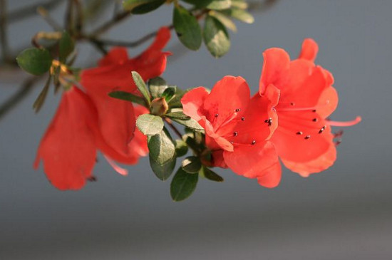 冬天冻不死的常绿植物，盘点十大常绿的耐寒植物(图2)