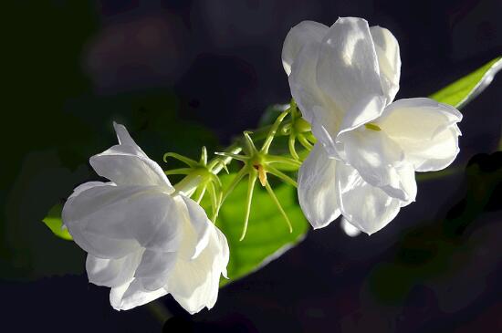 茉莉花用什么土(图2)