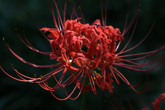 彼岸花作為一種多年生草本植物,又叫曼珠沙華,花瓣美麗動人,開放時