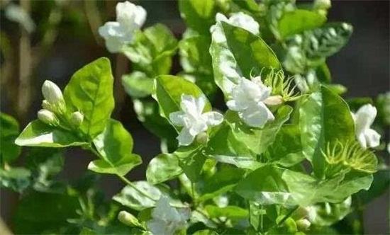 茉莉花怎么养开花多，五个小技巧让你的茉莉花爆盆(图3)