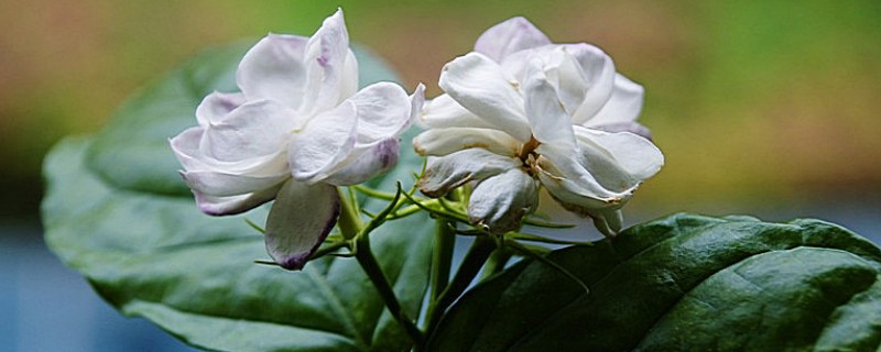 茉莉花种植方法与技巧(图1)