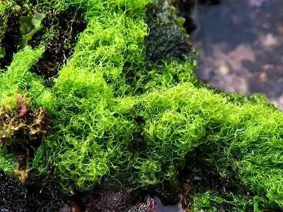 巨藻是最大的藻类植物(图1)