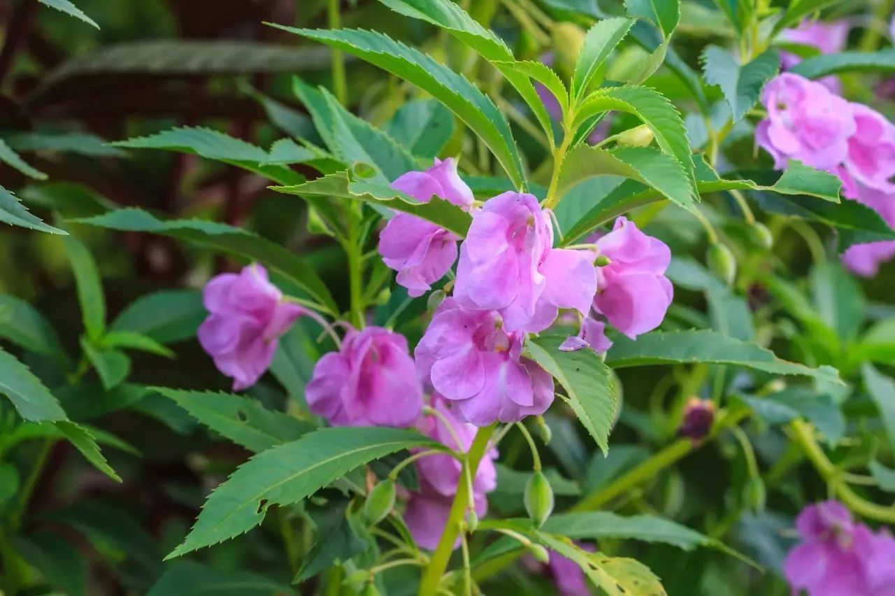 鳳仙花傳播種子的方法(圖1)