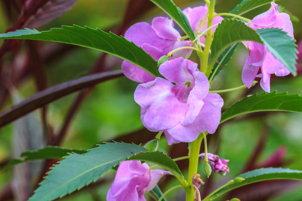 凤仙花传播种子的方法(图2)