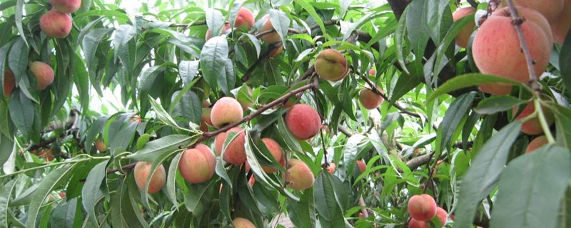 一颗桃树产多少斤(图1)