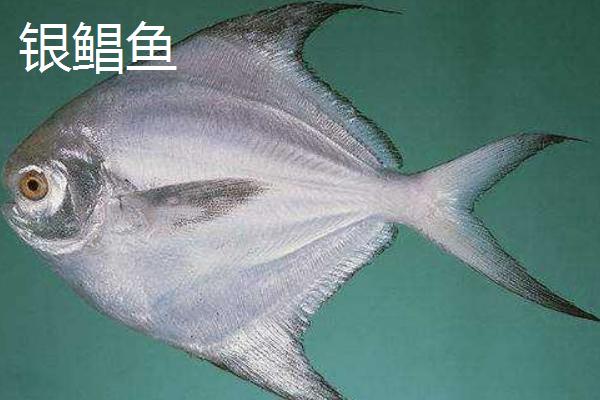 白鲳鱼和银鲳鱼的区别(图2)
