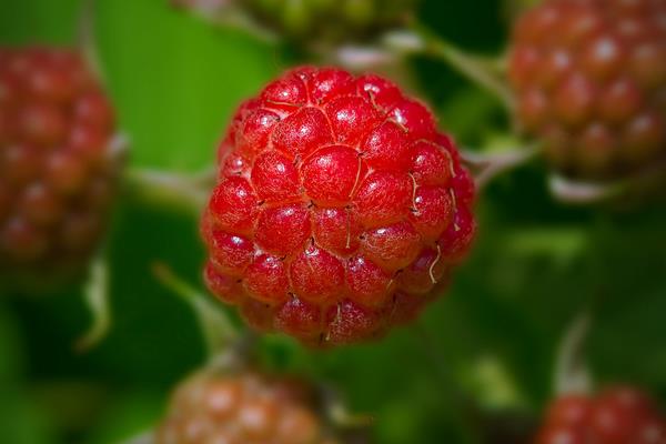 树莓的种类有哪些-8种常见树莓品种，南北方均可种植(图9)